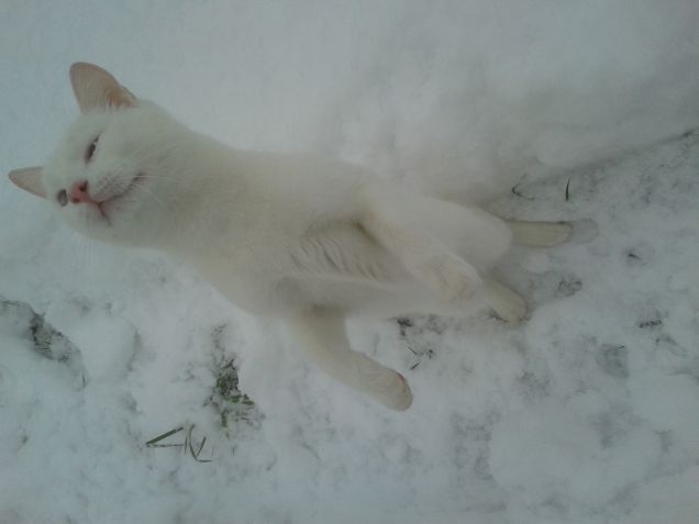 fiocchi di neve