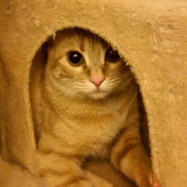 Cirilla nel suo regno