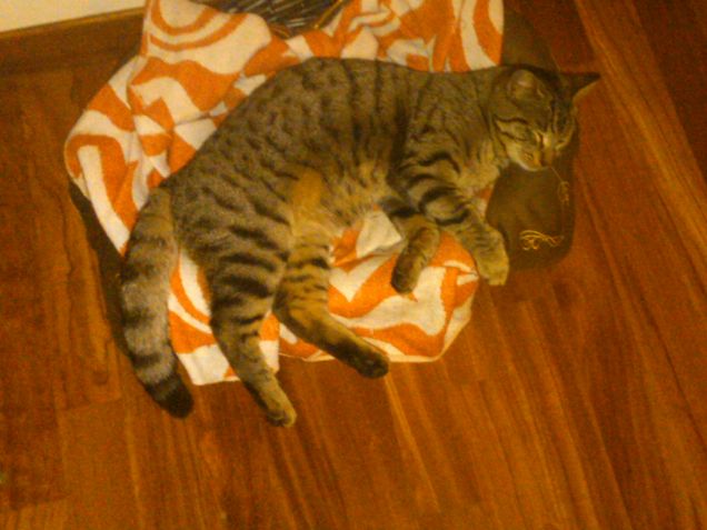 Una volta ci stavo nel cestino...