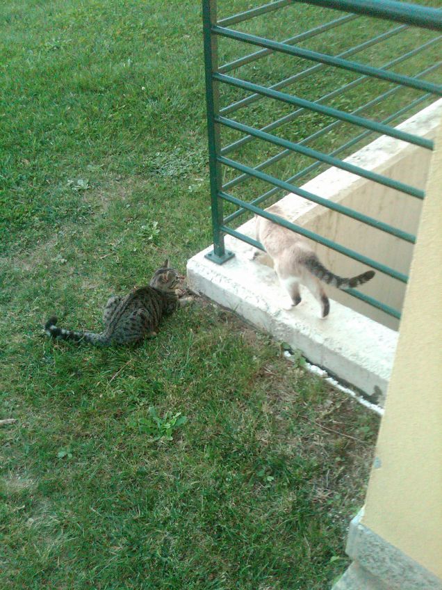 Smilla e Birillo insieme