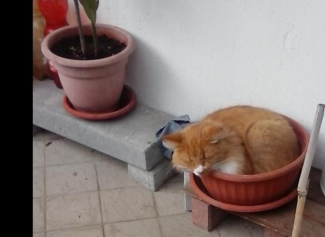 FIORI? NO...C'E' WASSER