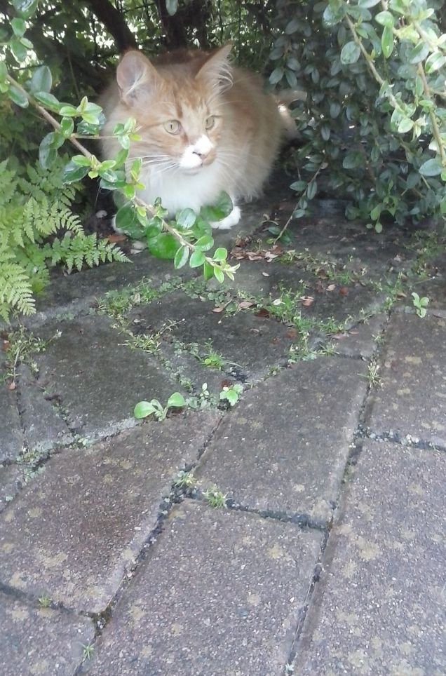 COME SI STA BENE QUI'