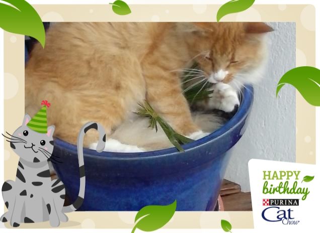 HAI !...LE MIE POVERE PIANTE