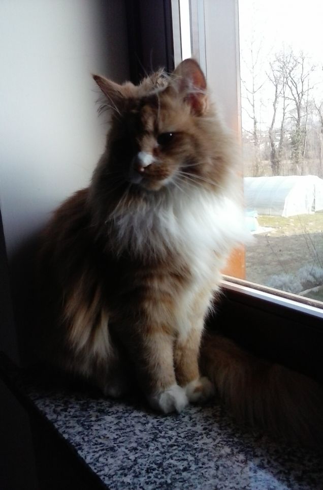 affacciati alla finestra amore mio