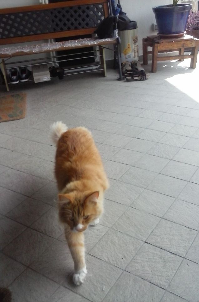 STO' ARRIVANDO MAMMA