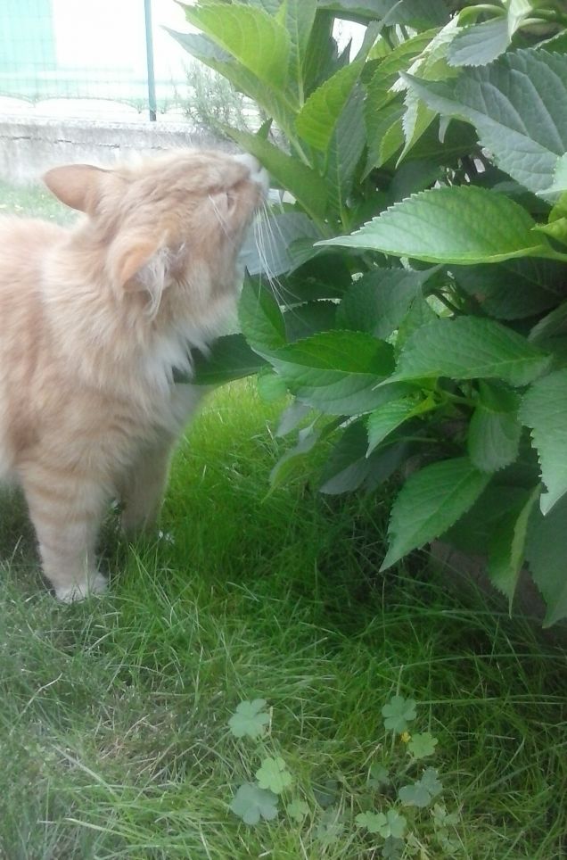 MA DOVE SONO I FIORI? (b)