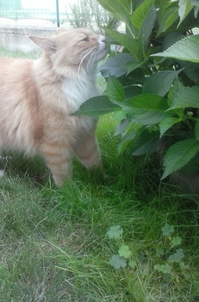 MA DOVE SONO I FIORI? (c)