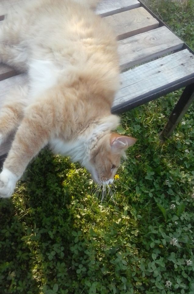 haa...sono distrutto