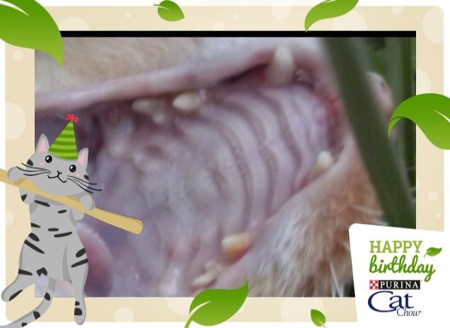 CONTROLLAMI LE TONSILLE