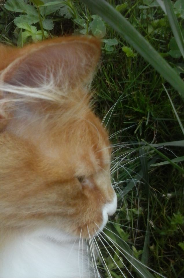 NON FARMI ARRABBIARE