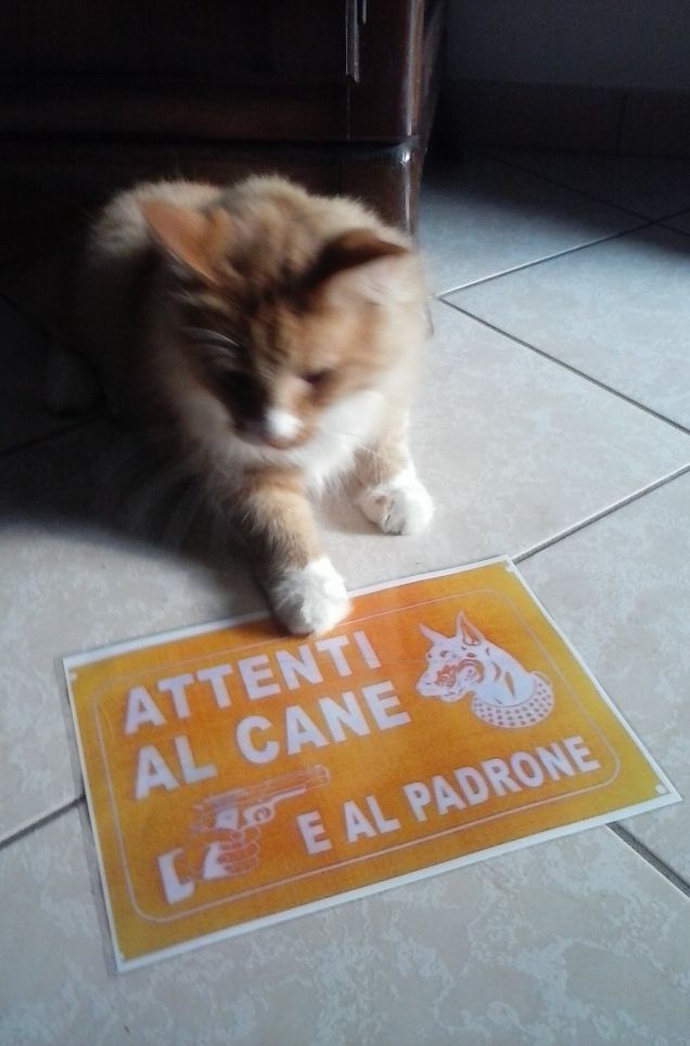 ATTENTI AL CANE?