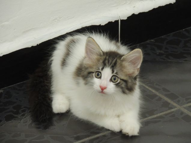 LA SORELLINA DI WASSER a