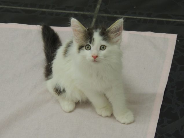 LA SORELLINA DI WASSER c