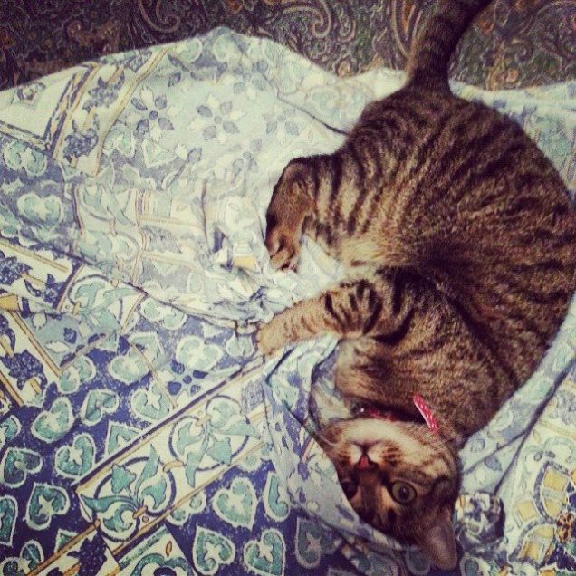 Rifare il letto con ginger