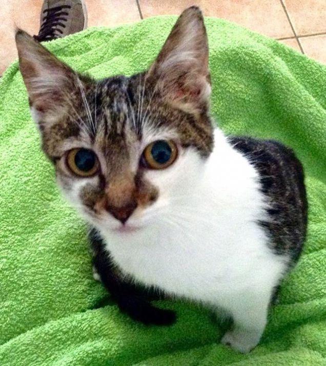 è l'ora della pappa?