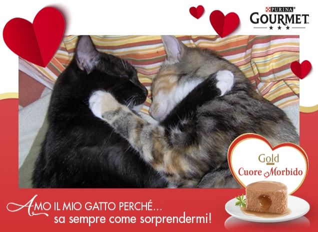 Affettuosità feline