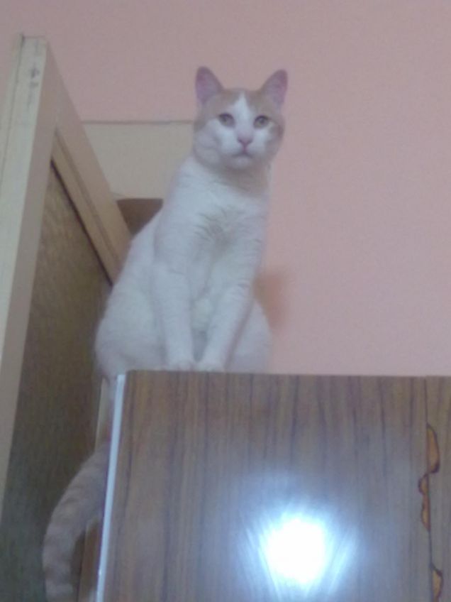 sono il re del mondo!