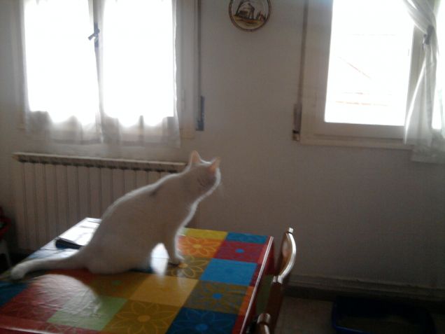 Si spia dalla finestra.... Sulla tavola ovvio!