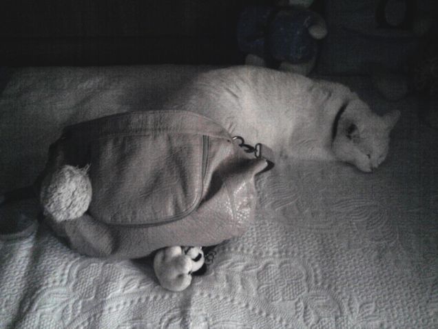 Dormo vicino la borsa della padrona.. Così se prova ad andarsene la sento!