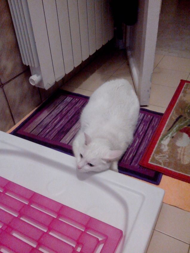 Tu sei in bagno e io ti aspetto.... Per la pappa!!