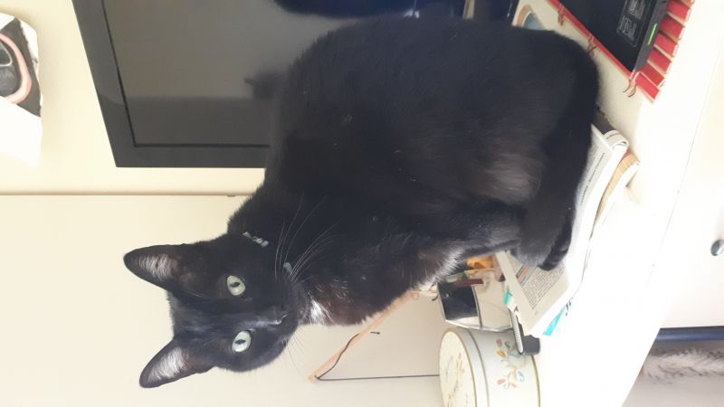 cane e gatti