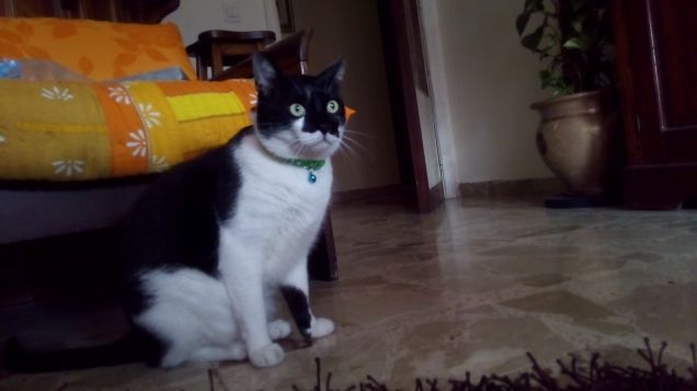 Nano e il collarino Nuevo