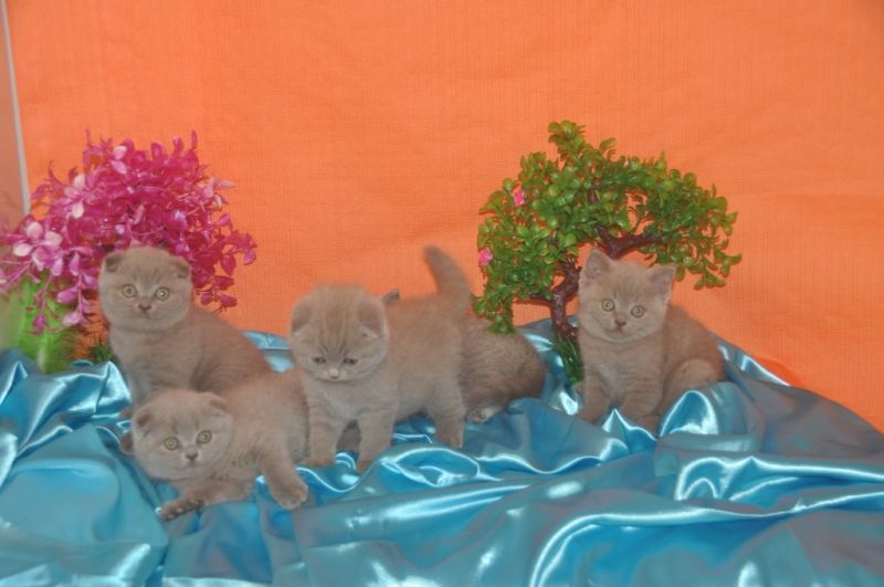 gattini scottish fold e straight