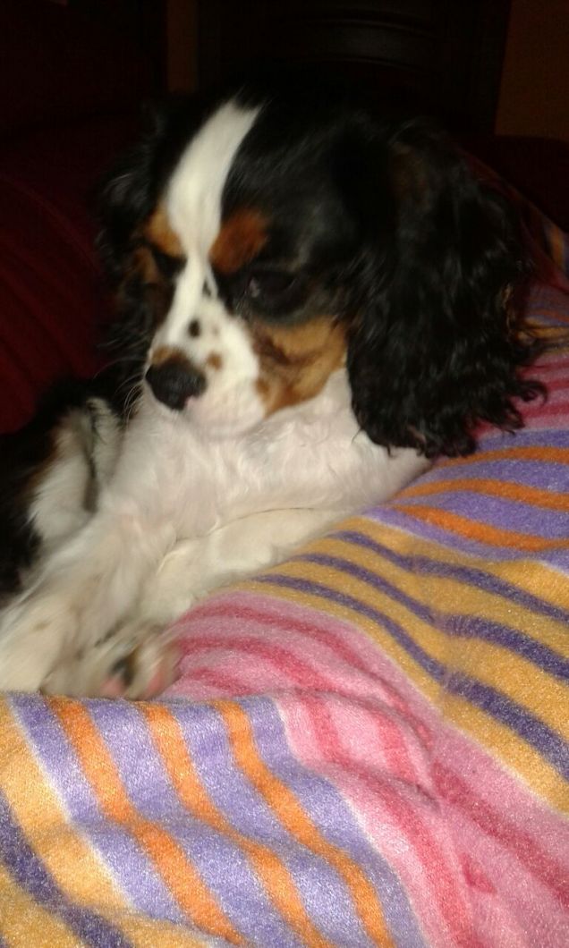 Lara il cane di chi vuole le coccole!