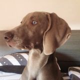 Cesare the Weimaraner
