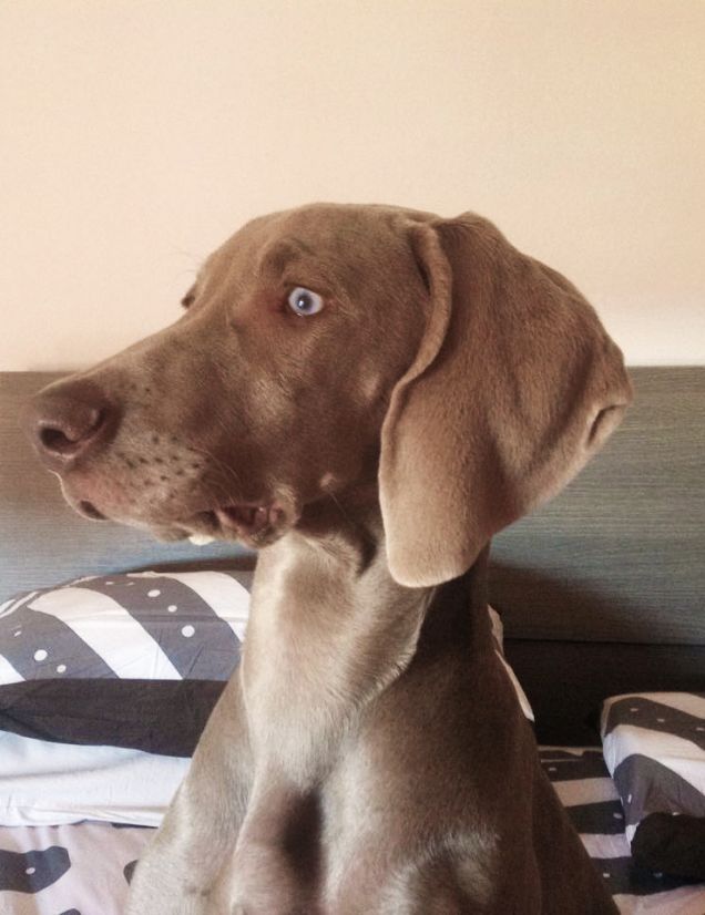 People that seems dogs and dogs that seems people!