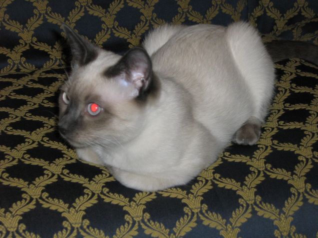 Bizet a quattro anni