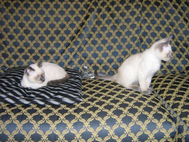 Da cuccioli sul divano