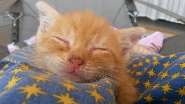 Sonnellino pomeridiano 