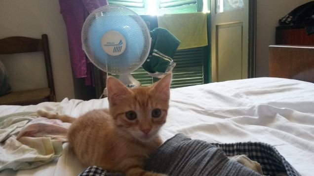 Rimedi contro il caldo (2)