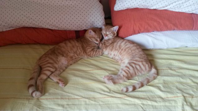 Ormai il letto non è più mio!