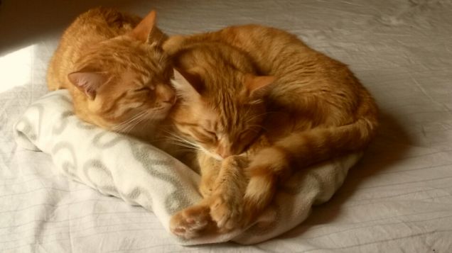 Sonnellino di un pomeriggio d'aprile