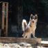 Cerco per accoppiamento femmina siberian husky