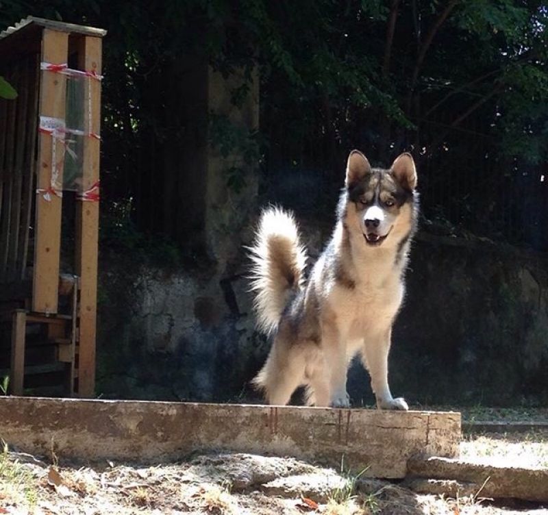 Cerco per accoppiamento femmina siberian husky