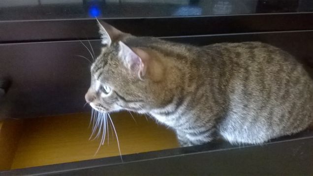 La caccia è aperta! (ed anche il cassetto!)