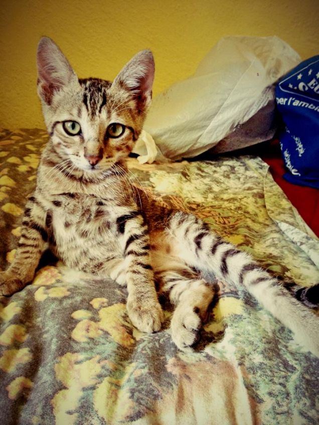 Mowgli quando era piccino