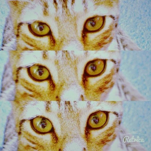 Occhi di gatto