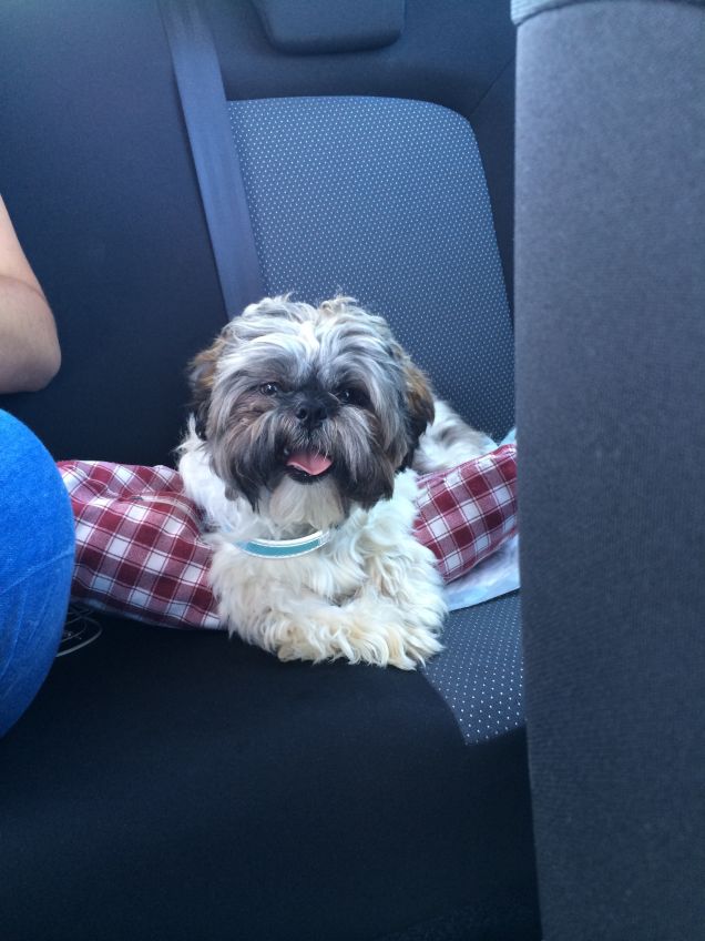 In auto dopo le vacanze