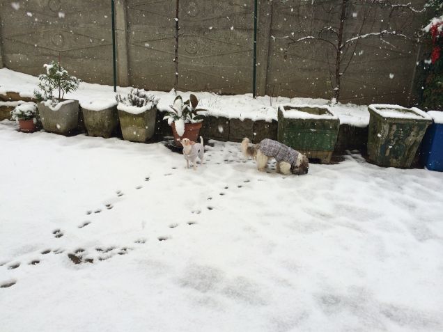 E' arrivata la neve!