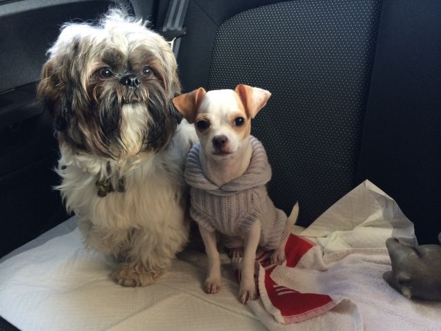 Amiamo viaggiare in auto!