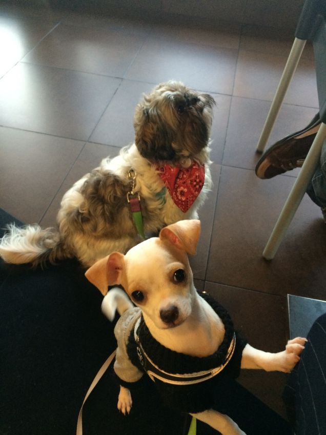 Amiamo andare al ristorante con mamma e papà