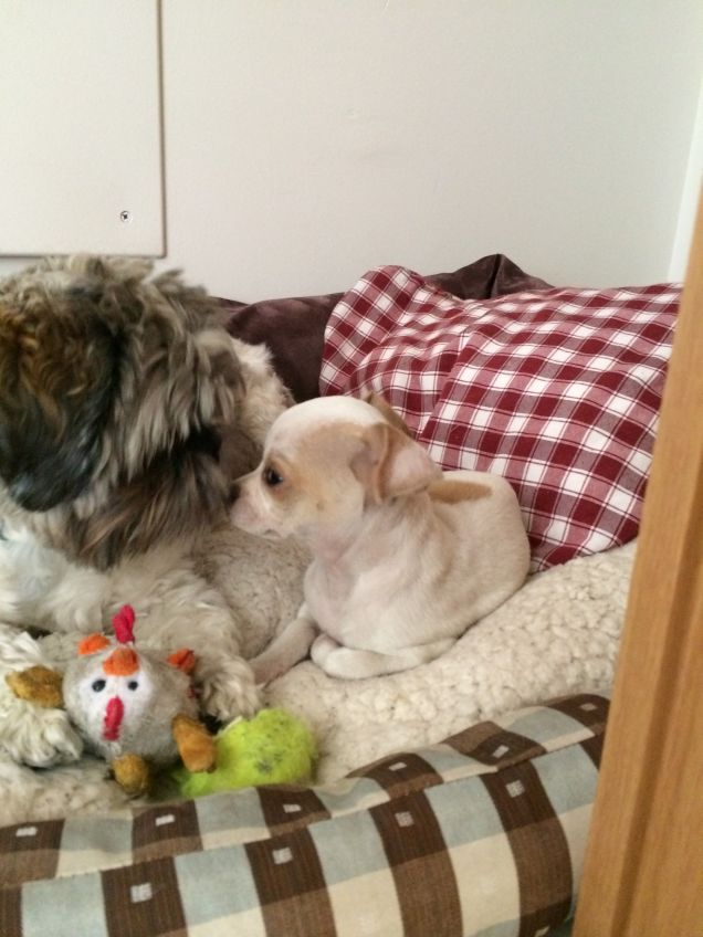 Cuccia e giochi da condividere