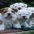 Cucciol di Bulldog Inglese