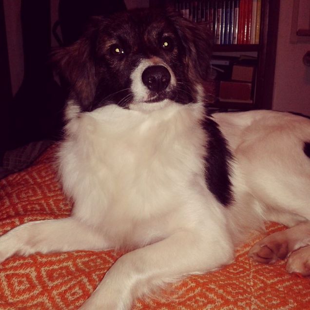 Eddy ordacchiotto peloso