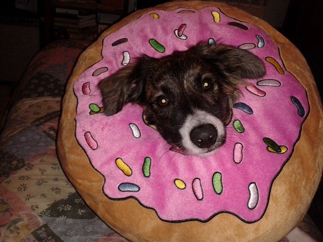 Eddy nella ciambella di Homer Simpson xD