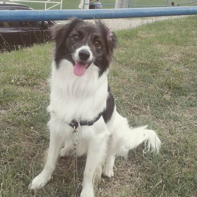 Il bellissimo Eddy dal pelo vaporoso 